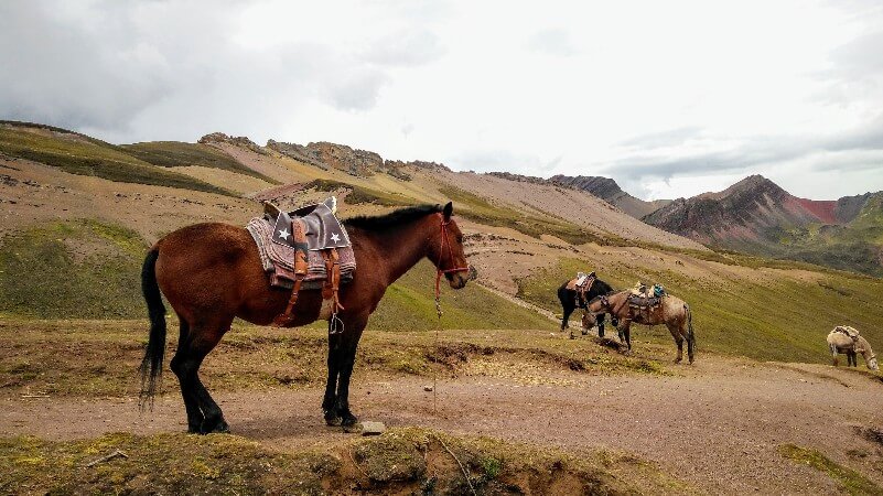 Horses at Rainbow Mountain