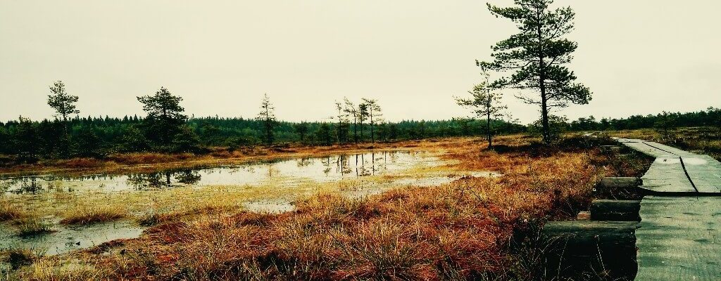 Torronsuo swamp is the deepest swamp in Finland